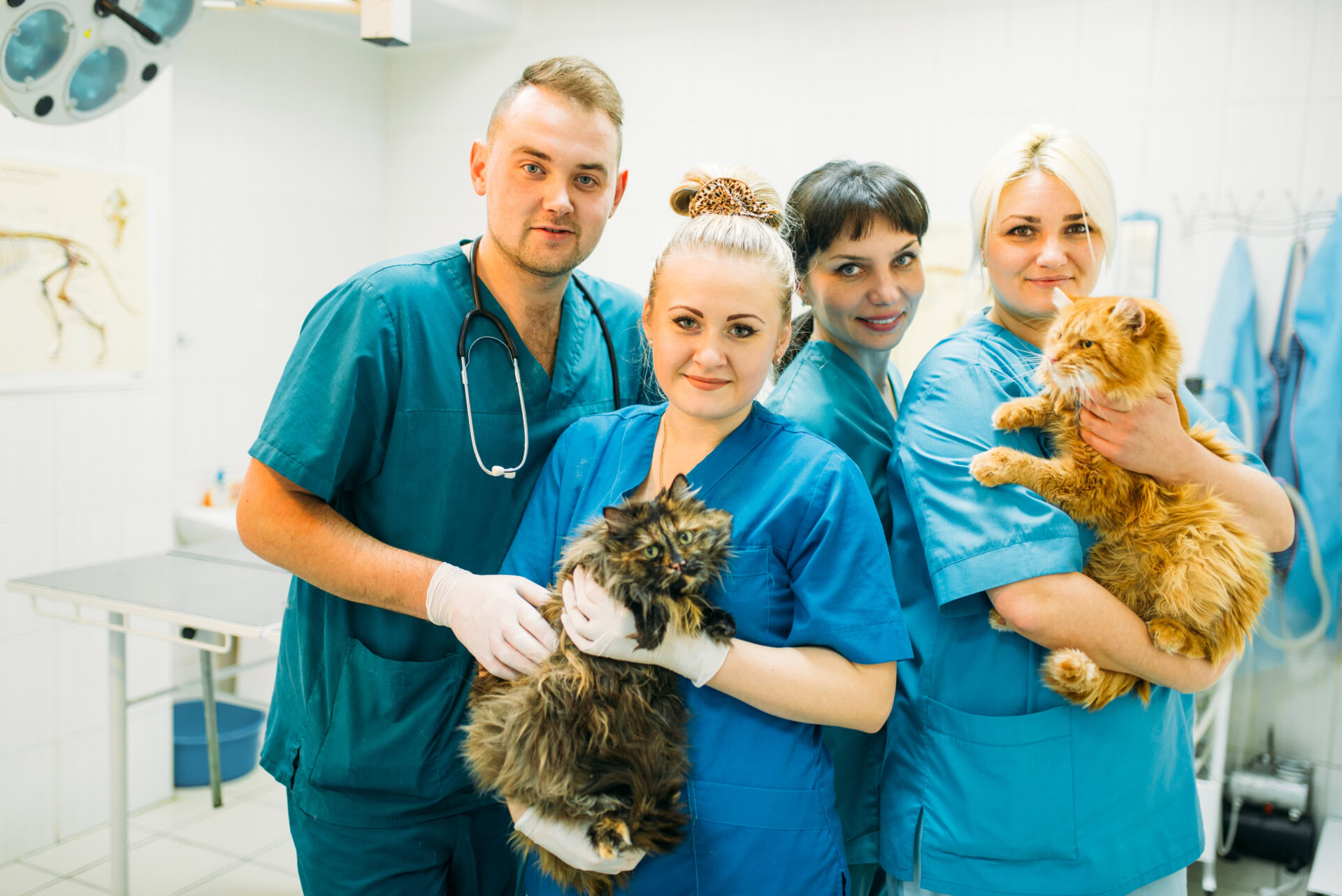 Free CPD veterinary courses