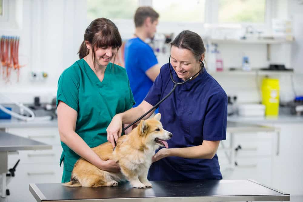 Veterinary team examining a dog