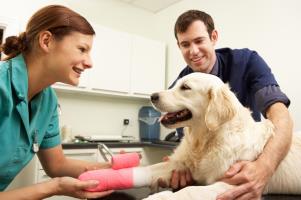 veterinary nurse training courses